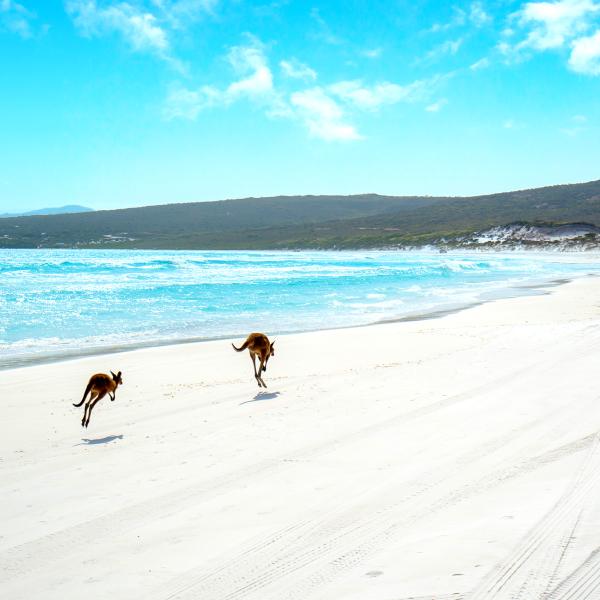 The image depicts a stunning beach scene with bright blue waters and white sand. Two kangaroos can be seen hopping along the shoreline, adding a unique and distinctly Australian element to the scene. The backdrop includes coastal hills and clear skies, creating a picturesque and natural environment. The image captures a sense of freedom and connection to nature in a serene coastal setting.